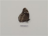 藏品(蛺蝶科(2))的圖片